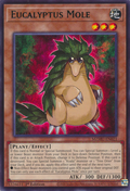 Eucalyptus Mole - MZMU-EN021 - Rare x3